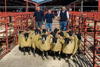 First prize Blackface Gimmers from A Murray and Sons Sewing Shields sold for £145